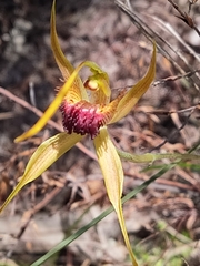 Caladenia pectinata
