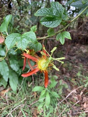Passiflora cinnabarina