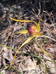 Caladenia pectinata