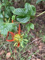 Passiflora cinnabarina