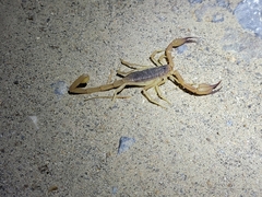Smeringurus vachoni