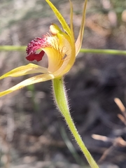 Caladenia pectinata