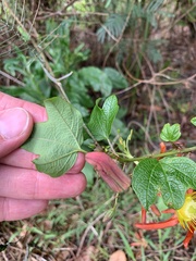 Passiflora cinnabarina