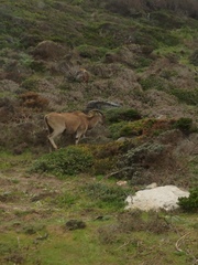 Tragelaphus oryx oryx