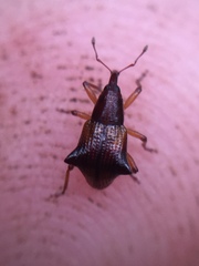 Oropterus coniger