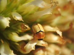 Cryptocephalus sulphureus