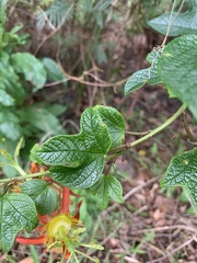 Passiflora cinnabarina