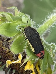 Acmaeodera flavomarginata
