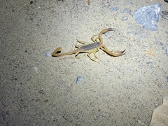 Smeringurus vachoni