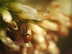 Cryptocephalus sulphureus