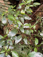 Hedycarya angustifolia