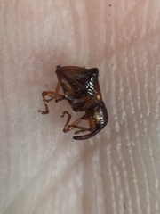 Oropterus coniger