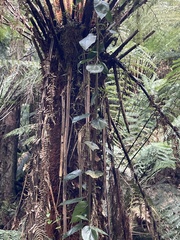 Hedycarya angustifolia