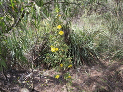 Hibbertia furfuracea