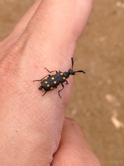 Ceroctis bohemanni
