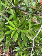 Morella californica