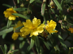 Hibbertia furfuracea