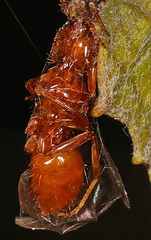 Lasius interjectus