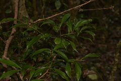 Cryptocarya laevigata