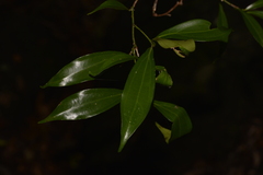 Cryptocarya laevigata
