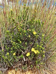 Hibbertia virgata