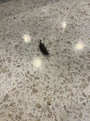 Harpalus caliginosus