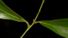 Cryptocarya laevigata