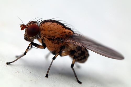 Brown-striped Litter Fly photo 3