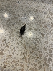 Harpalus caliginosus