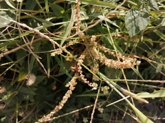 Amaranthus spinosus