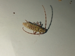 Elaphidion spinicorne