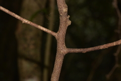 Cryptocarya laevigata