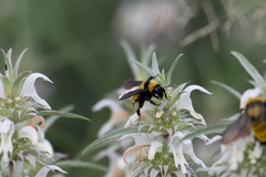 Monarda citriodora austromontana