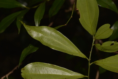 Cryptocarya laevigata
