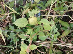 Acalypha alopecuroidea