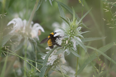 Monarda citriodora austromontana