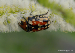 Gametis versicolor