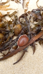 Notocypraea angustata