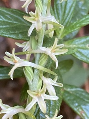 Platanthera transversa