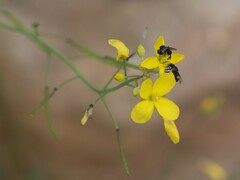 Tetragonula carbonaria