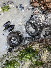Bunodactis reynaudi