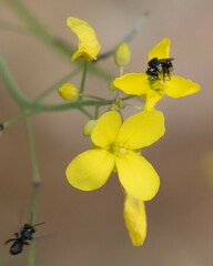 Tetragonula carbonaria