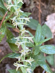 Platanthera transversa