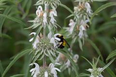 Monarda citriodora austromontana
