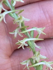 Platanthera transversa