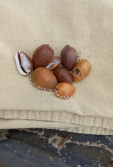 Notocypraea angustata