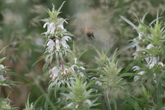 Monarda citriodora austromontana