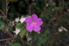 Pavonia lasiopetala