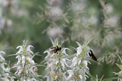 Monarda citriodora austromontana