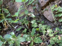 Platanthera transversa